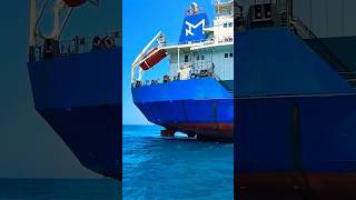 Secuences192 #video #sorts #big #blue # Going back to the end.    🦈🔱