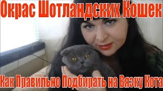 Шотландские кошки,котята,коты.Окрас шотландских кошек.Как правильно подбирать  на вязку кота