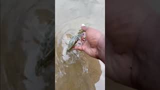 Releasing a small Largemouth Bass into the Roanoke River