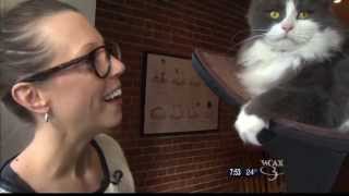 11/22/14 WCAX Montreal's Cat Cafes PKG