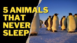 5 ANIMALS THAT NEVER SLEEP