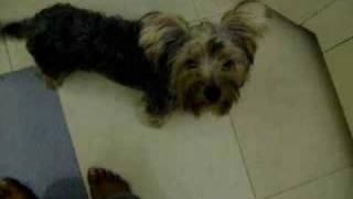 SCRUFFY 1 YEAR OLD YORKIE THE FATHER OF THE LITTLE PUPPY IN MY OTHER VID