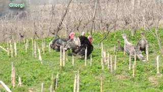 Divertido pavos tragándose