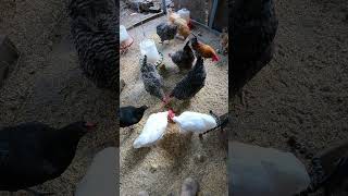 Backyard Chickens Pecking And Scratching In The Morning Hens Roosters!