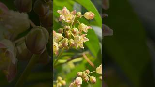 Beautiful Tapioca flowers || Home Gardening | #flowers #gardening #youtubeshorts