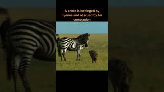 zebra surrounded by hyenas