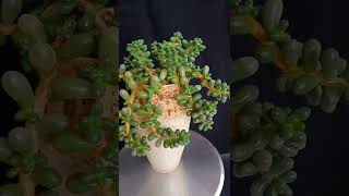 Satisfying Succulent Diy #39