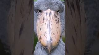 "Did You Know About the Enigmatic Shoebill?"