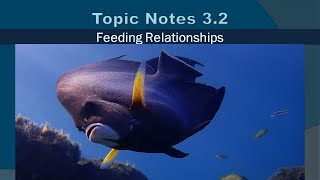 Topic Notes 3.2: Feeding Relationships