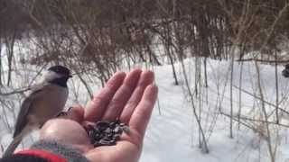 Feeding Black Capped Chickadees