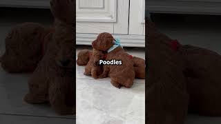 Poodles The Brainy Water Retrievers! #puppy #cutedog #pets #dogtraining #dog #husky #retriever