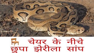 जब ऑफिस के 🪑 चेयर के नीचे छुपा था । झेरिला  रसल वाइपर snake #yearofyou #snakebite #koraput #viral