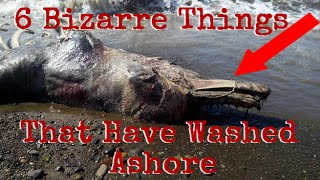 6 Bizarre Things That Washed Ashore