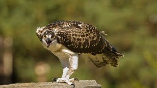 Osprey Bird Sound Effects | Bird Singing