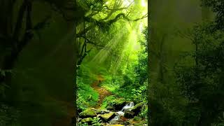 Nature view | forest, birds singing, relax environment | Nature 4k videos | short video