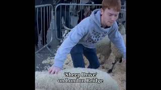 Sheep Drive on London Bridge