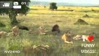 Lions Singing