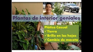 Plantas de interior/Cambio de maceta/tierra/ brillo en las hojas/plática casual/time lapse