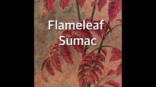 Flame leaf Sumac Time Lapse Acrylic Painting by Rita Loehr