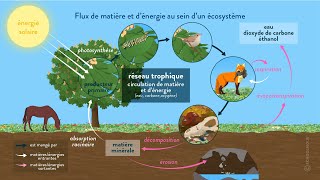 Dynamique et résilience des écosystèmes