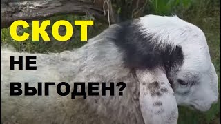 Разведение скота и беззерновое кормление животных.