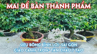 08/10. Mai Chơi Tết Giá Rẻ Thành Phẩm Nhiều Loại Giống.☎Trang 0359910781