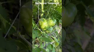 Backyard growing tomatoes