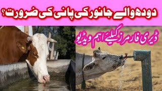 Importance of water in dairy farming|Water Facility in Dairy Farming | ڈیری فارمنگ میں پانی کی اہمیت