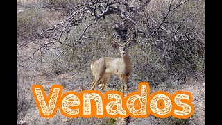 🦌Encontramos 4 🦌Venados🦌