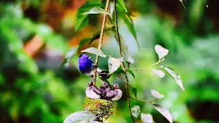 Black Napped Monarch, an insect-eating bird, the nest is decorated with spider eggshells