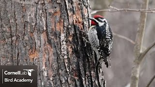 Meet the Yellow-bellied Sapsucker