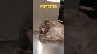 Cat cheating Death😱 #shorts #viral #trending #cat #catrescue