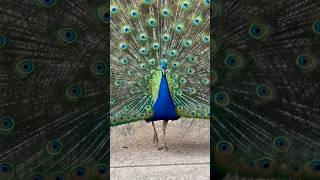 Say hi to the peacock #peafowl #peacockbird #peacock #pavoreal #birdsofyoutube #birdslover