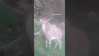 گروپێکی بزنی کێوی Bezoar goats - بزنە کێویەکان #wildgoat #wildlife #bezoargoat