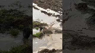 Rc car gets stuck in ice and mud