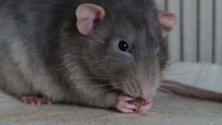 Rat's Crunching ASMR