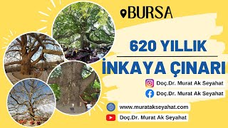 620 yıllık tarihi İnkaya Çınarı Bursa #inkaya #İnkaya #çınar #bursa #çinar #cinar #tarihiçınar