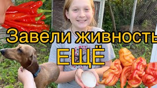 Адская ферма: СУПЕР ОСТРЫЕ перцы 🌶️ Завели новую живность на даче