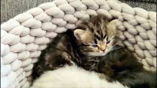 Kitten Violently Falls Asleep