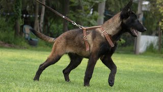 DIA 1 DE ADIESTRAMIENTO DE OBEDIENCIA CACHORRO PASTOR BELGA MALINOIS