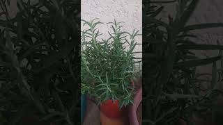 FRESH ROSEMARY FROM POT