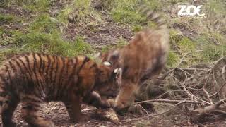 The Zoo TV series: Amur tiger cubs explore their outdoor habitat for the first time