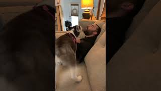 Husky Puppy Howling in my face