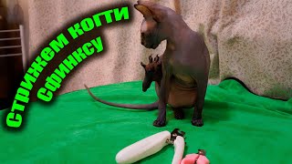 Стрижка когтей кошке сфинкс. Обзор когтерез + гриндер