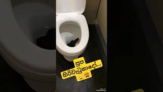 බුදු අම්මෝ ටොයිලට් ගිහිනුත් ඉවරයි😵😲 #shortsyoutube #srilanka #shortsvideo #shorts