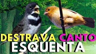 Coleiro tui-tui 💥 Canto de coleiro tui tui  💥 Coleiro tui tui cantando 💥 Coleiro tui-tui