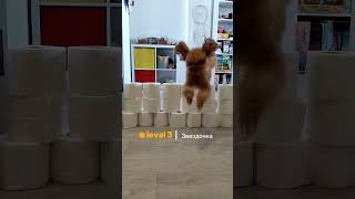 Прыг-скок команда #пудель #poodle