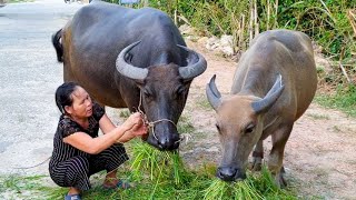 nhạc con trâu -  trâu ơi - bài hát gọi trâu - liên khúc nhạc con trâu - dance buffalo