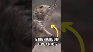 Does this prairie dog see ghosts?👻unbelievable!