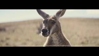 Budget Direct - Captain Risky's Kangaroo